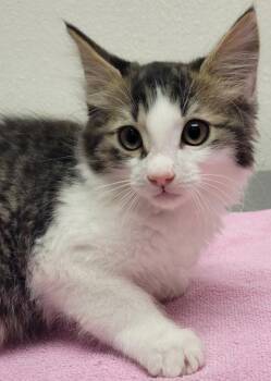 Dumpling -  Domestic Medium Hair and Domestic Short Hair Cat for Adoption in Eugene, Oregon - Dumpling | PetCurious
