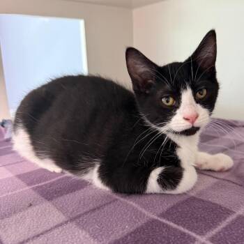 Louis -  Domestic Short Hair Cat for Adoption in Fenton, Michigan - Louis | PetCurious