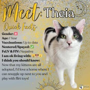 Rescue Domestic Short Hair Cats for Adoption in Fulton, New York - Theia | PetCurious