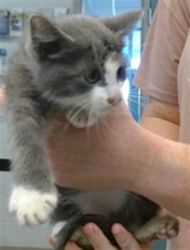 A475850 -  Domestic Short Hair Cat for Adoption in Oklahoma City, Oklahoma - A475850 | PetCurious