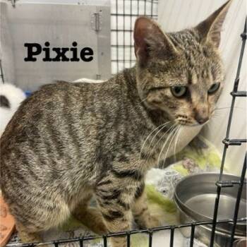 Rescue American Bobtail and Domestic Short Hair Cats for Adoption in Kingman, Kansas - Pixie | PetCurious
