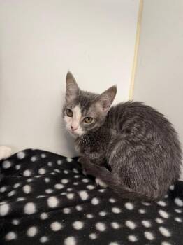 Domestic Short Hair Cats Available for Adoption - Kitty #2 | PetCurious