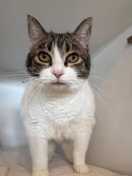 Domestic Short Hair Cats Available for Adoption - Millie | PetCurious