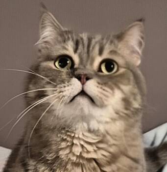 Houdini -  Scottish Fold Cat for Adoption in Attleboro, Massachusetts - Houdini | PetCurious