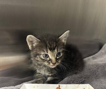 SMOOSH -  Domestic Medium Hair and Domestic Short Hair Cat for Adoption in Grand Prairie, Texas - SMOOSH | PetCurious