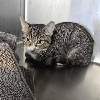 Wiigglebean Cat RR BFSLC -  Domestic Short Hair Cat for Adoption in Las Vegas, Nevada - Wiigglebean Cat RR BFSLC | PetCurious