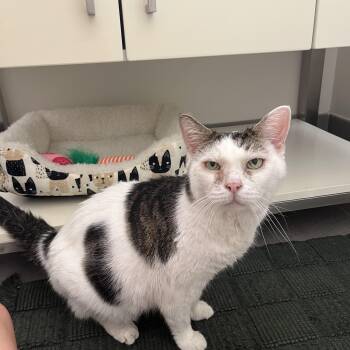 Walnut -  American Shorthair Cat for Adoption in Medford, Massachusetts - Walnut | PetCurious