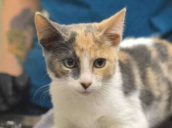 Radish -  Domestic Short Hair Cat for Adoption in Portland, Oregon - Radish | PetCurious