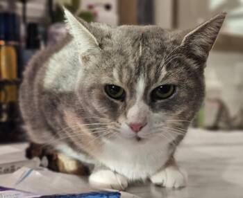 Domestic Short Hair Cats Available for Adoption - Sara | PetCurious