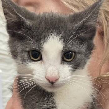 Bighead -  Domestic Short Hair Cat Available for Adoption in Voorhees Township, New Jersey - Bighead | PetCurious