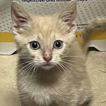 Domestic Short Hair Cats Available for Adoption - Freddie | PetCurious