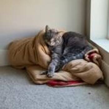 Domestic Short Hair Cats Available for Adoption - Mando And Grogu | PetCurious