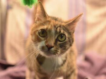 Domestic Short Hair Cats Available for Adoption in Portland, Oregon - Quinny | PetCurious