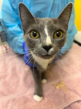 Cinnamon -  Domestic Short Hair Cat for Adoption in Raleigh, North Carolina - Cinnamon | PetCurious