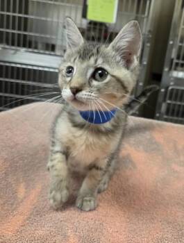 Mongo -  Domestic Short Hair Cat for Adoption in Westland, Michigan - Mongo | PetCurious