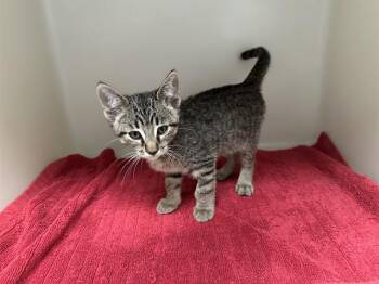 Rescue Domestic Short Hair Cats for Adoption in Mckinleyville, California - TWIZZLER | PetCurious
