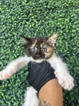 61756008 -  Domestic Short Hair Cat for Adoption in El Paso, Texas - 61756008 | PetCurious