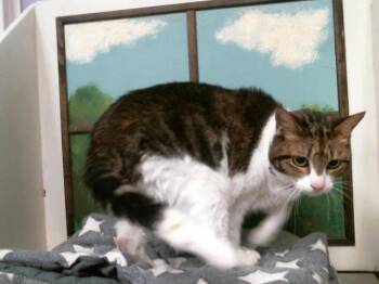 Domestic Short Hair Cats Available for Adoption - LEONARDO | PetCurious