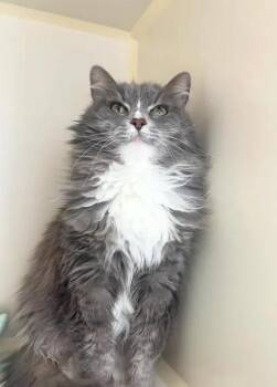 Domestic Long Hair Cats Available for Adoption in Tallahassee, Florida - Gray Gray @ Fat Cat Books | PetCurious