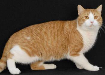 Domestic Short Hair Cats Available for Adoption - Agent P | PetCurious