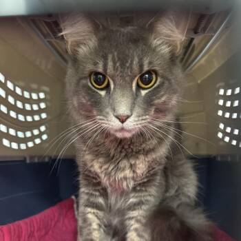 Nico -  Domestic Short Hair Cat for Adoption in Bentonville, Arkansas - Nico | PetCurious