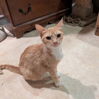 Rescue Domestic Short Hair Cats for Adoption in Wichita, Kansas - LP (Little Peanut) | PetCurious