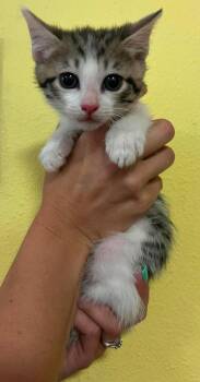 Katniss -  Domestic Short Hair Cat for Adoption in Rockwall, Texas - Katniss | PetCurious