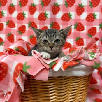 Cinnamoroll -  Domestic Short Hair Cat for Adoption in Riverwoods, Illinois - Cinnamoroll | PetCurious