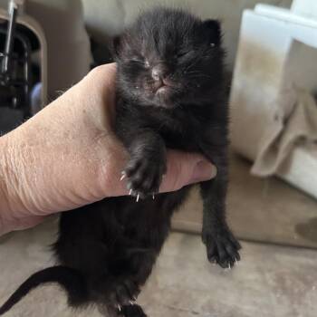 Chuck -  Domestic Short Hair Cat for Adoption in Wickenburg, Arizona - Chuck | PetCurious