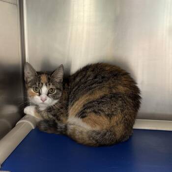 Miss Priss -  Domestic Short Hair Cat for Adoption in Galax, Virginia - Miss Priss | PetCurious