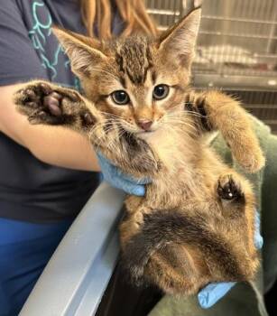 Soy -  Domestic Short Hair Cat for Adoption in Fairfax, Virginia - Soy | PetCurious