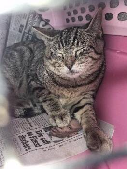 Silly Sally -  Domestic Short Hair Cat for Adoption in Keansburg, New Jersey - Silly Sally | PetCurious