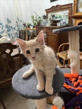 *BUTTERSCOTCH -  Domestic Short Hair Cat for Adoption in Woodland, California - *BUTTERSCOTCH | PetCurious