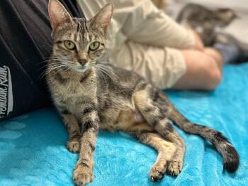 Solina -  Domestic Short Hair Cat for Adoption in Raleigh, North Carolina - Solina | PetCurious