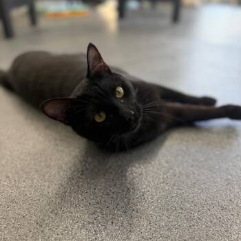 Raphael -  Domestic Short Hair Cat for Adoption in Montgomery, Alabama - Raphael | PetCurious