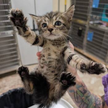 pea 4 -  Domestic Short Hair Cat for Adoption in Titusville, Florida - Pea 4 | PetCurious