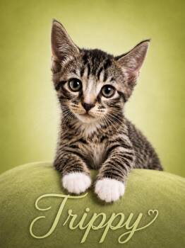 Trippy & Tommy - The T Troop -  Tabby and Domestic Short Hair Cat Available for Adoption - Trippy & Tommy - The T Troop | PetCurious