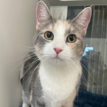 Sally Jesse -  Domestic Short Hair Cat for Adoption in Chicago, Illinois - Sally Jesse | PetCurious