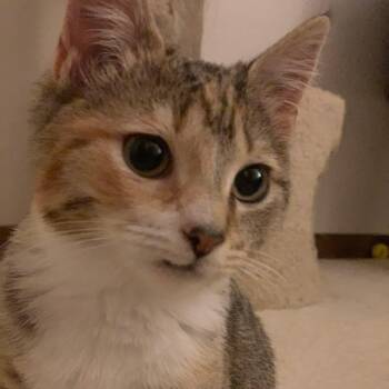 Domestic Short Hair Cats Available for Adoption - Snowflake  | PetCurious