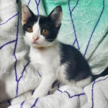 Ewok -  Domestic Short Hair Cat for Adoption in Westminster, California - Ewok | PetCurious