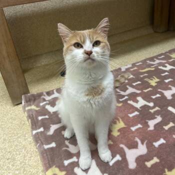Starla -  British Shorthair Cat for Adoption in Riverwoods, Illinois - Starla | PetCurious