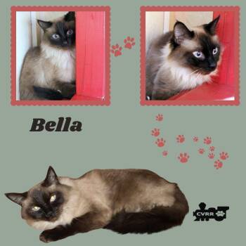 Bella (Cat) -  Himalayan Cat for Adoption in Lindsay, California - Bella (Cat) | PetCurious