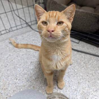 Tic tac -  Domestic Short Hair Cat for Adoption in Detroit Lakes, Minnesota - Tic Tac | PetCurious