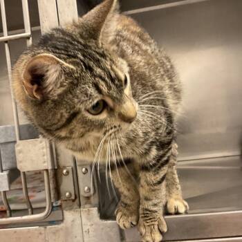 Domestic Short Hair Cats Available for Adoption in Monroe, Louisiana - Lowery | PetCurious