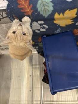 ALEXIS -  Domestic Short Hair Cat for Adoption in Houston, Texas - ALEXIS | PetCurious