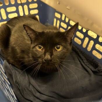 Walleigh (wall-e) -  Domestic Short Hair Cat for Adoption in Cedar Rapids, Iowa - Walleigh (wall-e) | PetCurious