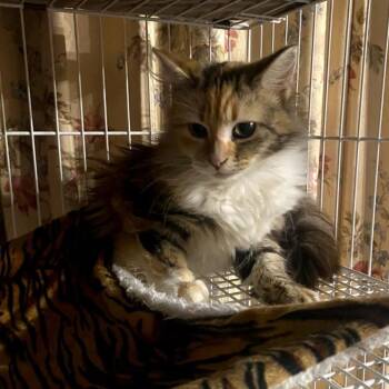 Domestic Long Hair Cats Available for Adoption - Ellen | PetCurious