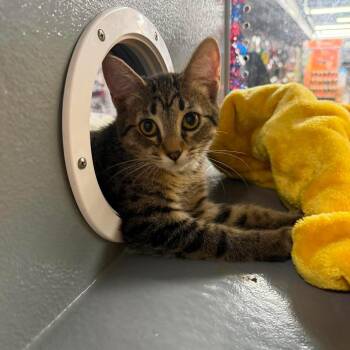 Lancelot -  Domestic Short Hair Cat for Adoption in Royal Oak, Michigan - Lancelot | PetCurious