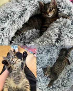MOWGLI -  Domestic Short Hair Cat for Adoption in Kent, Washington - MOWGLI | PetCurious