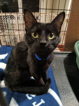Rescue Domestic Short Hair Cats for Adoption in Naugatuck, Connecticut - Billy | PetCurious